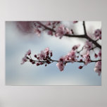 Cherry Blossom and Sky Posters