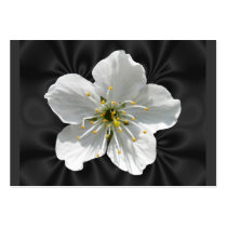 Cherry blossom ~ ATC business cards by Andy2302 Cherry blossom ~ ATC business cards