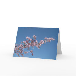 Cherry Blossom Blank Greeting Card card