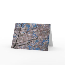 Cherry Blossom Blank Greeting Card card
