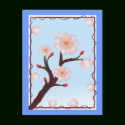 Cherry Blossom Blooms Postcard