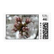 Cherry Blossom Buds Postage Stamp stamps