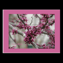 Cherry Blossom Buds postcards