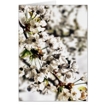 Cherry Blossom Card