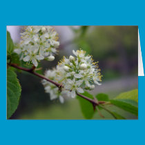 Cherry Blossom Card cards