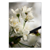 Cherry Blossom cards