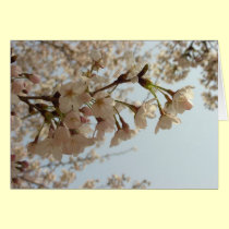 Cherry blossom cards by Rainmountain Cherry blossom cards