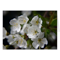 Cherry Blossom cards