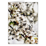 Cherry Blossom Card
