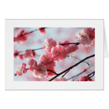 Cherry Blossom Card For any Occasion