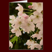 Cherry Blossom Card White Blossom Card Personalize cards
