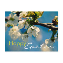 Cherry Blossom • Easter Postcard