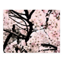 Cherry Blossom Edited postcards