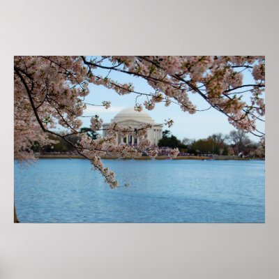 cherry tree blossom festival. Cherry Blossom Festival amp;amp;