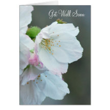 Cherry blossom get well cards