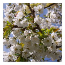 Cherry blossom II poster posters