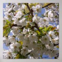 Cherry blossom II poster posters