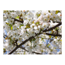 Cherry Blossom III print