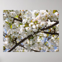 Cherry Blossom III print