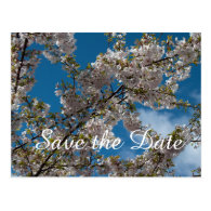 cherry blossom in blue sky. Save the date postcard Postcard
