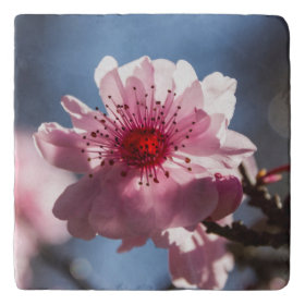 Cherry Blossom in the Sunshine Trivet Trivets