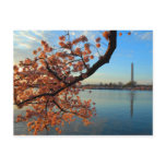 Cherry Blossom in  Washington D.C. Postcard