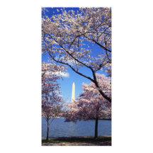 Cherry blossom in Washington DC Photo Card Template