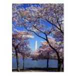 Cherry blossom in Washington DC Post Card