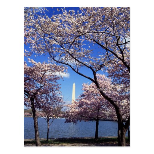 Cherry blossom in Washington DC Post Card