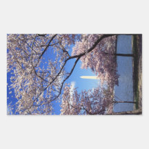 Cherry blossom in Washington DC Rectangle Sticker