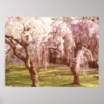 Cherry Blossom Landscape Poster