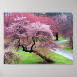 Cherry Blossom Lane Print