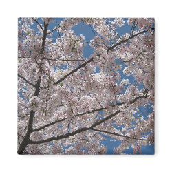 Cherry Blossom Magnet magnet