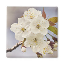 Cherry Blossom magnet magnets