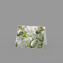 Cherry Blossom note card