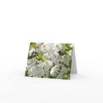 Cherry Blossom note card