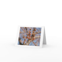 cherry blossom notecard by LuckyLass cherry blossom notecard