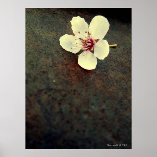 Cherry Blossom on Metal Poster print