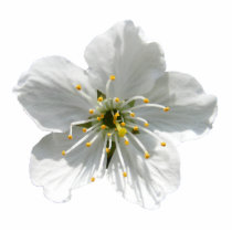 Cherry blossom ~ ornament photo sculptures