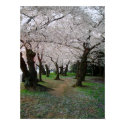 Cherry Blossom Path 12x16 posters by captainifr Cherry Blossom Path 12x16 posters