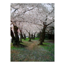 Cherry Blossom Path 12x16 posters