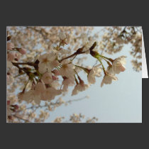 Cherry blossom pink cards