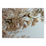 Cherry blossom pink cards