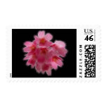 Cherry Blossom Pink Tree Flower Postage Stamp