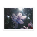 Cherry Blossom Post Card postcards