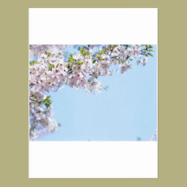 Cherry Blossom postcards