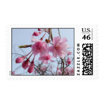 Cherry blossom postage Sakura