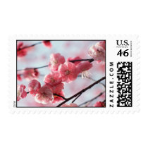 Cherry Blossom Postage Stamp