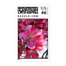 Cherry Blossom Postage Stamps by patenaudephotography Cherry Blossom Postage Stamps
