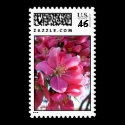 Cherry Blossom Postage Stamps by patenaudephotography Cherry Blossom Postage Stamps